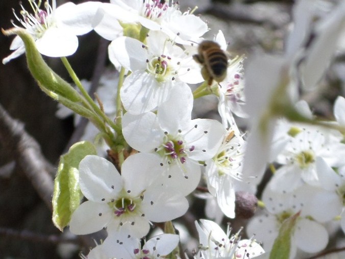 SAMSUNG CAMERA PICTURES