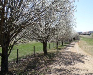 SAMSUNG CAMERA PICTURES