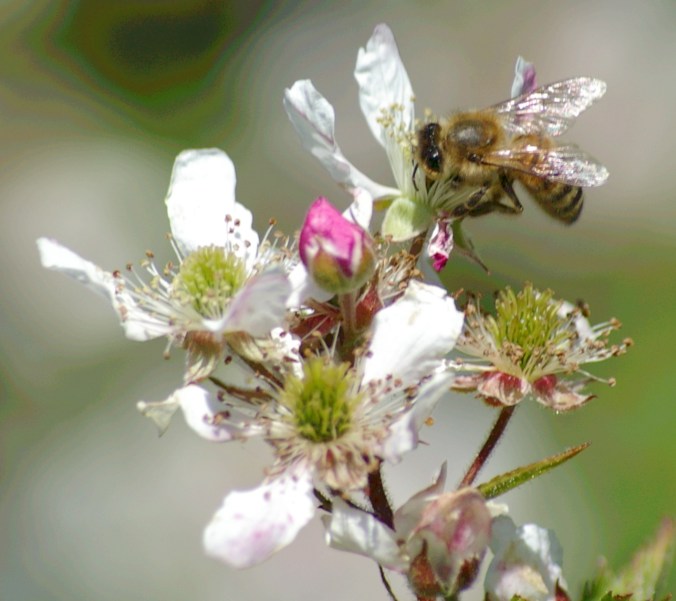 honeybee on blackberry blossom