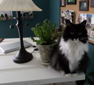 SAMSUNG CAMERA PICTURES