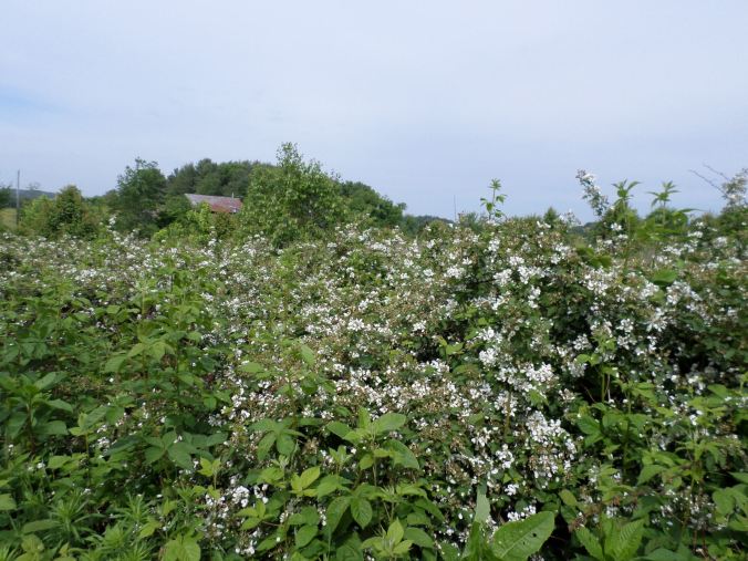 SAMSUNG CAMERA PICTURES