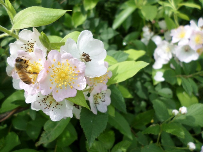 SAMSUNG CAMERA PICTURES