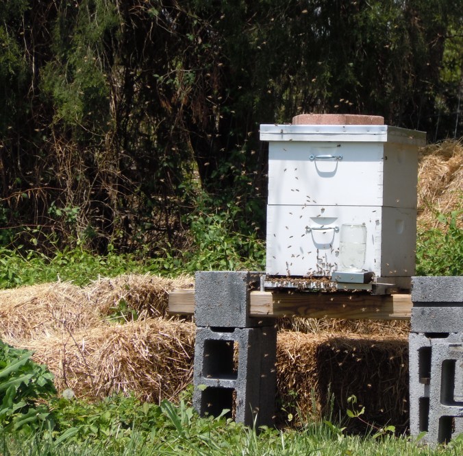 The bees spilling out of the hive entrance and taking to the air. This is one time that I find honeybee behavior a little scary. I respected their space and took photos from a distance. Thankfully, this swarming-in-air behavior only lasts about 10 or 15 minutes.