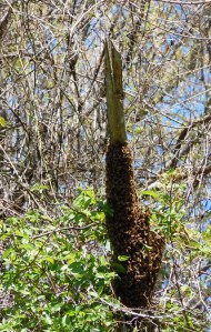 First stop: an old tree snag on the edge of the woods. If I hadn't seen them settle here I may have missed them entirely. But obviously this was only a temporary spot...