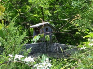 SAMSUNG CAMERA PICTURES