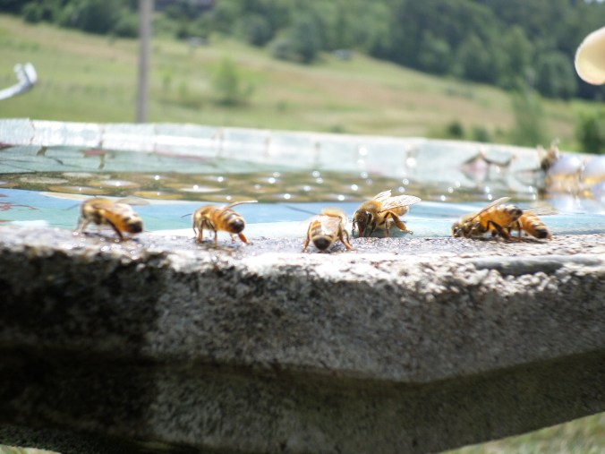 SAMSUNG CAMERA PICTURES