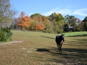 SAMSUNG CAMERA PICTURES