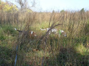 SAMSUNG CAMERA PICTURES