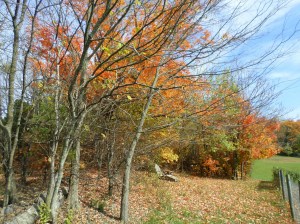 SAMSUNG CAMERA PICTURES